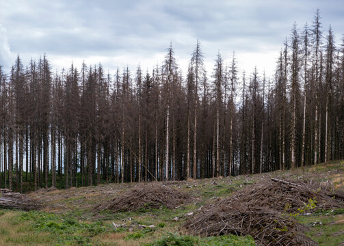 For&ecirc;t d'&eacute;pic&eacute;as touch&eacute;s par les scolytes