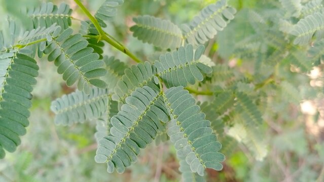 close up of leaves kikar acacia acatia tree leaves