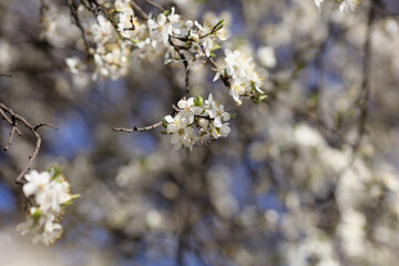 Beautiful white apple blossom in Spring