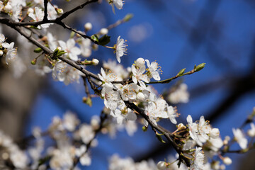 A branch with white apple blossom in Spring
