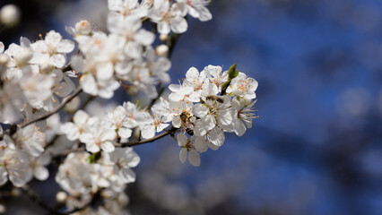 A bee is pollinating a white apple blossom