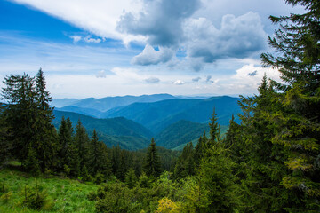 scenic summer dawn image, picturesque morning scenery, amazing blossom pink rhododendron flowers, floral nature background, Great smoky mountains national park, USA