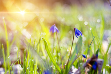 Blue snowdrops in a spring sunny forest with dew drops close-up. floral spring bright background. Purple flowers in green grass, spring awakening in warm golden rays of sunlight, soft selective focus