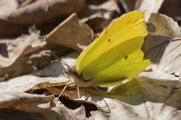 Butterfly Gonepteryx rhamni on a dry leaf