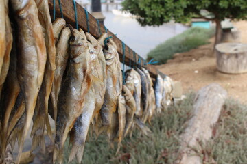 Fish Drying in sun