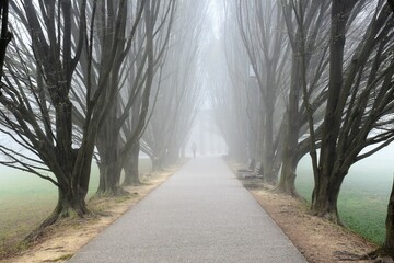 Viale alberato immerso nella nebbia primaverile - obrazy, fototapety, plakaty