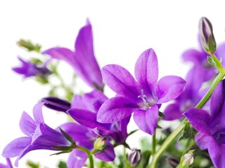 Obraz premium Purple flowers on white background 