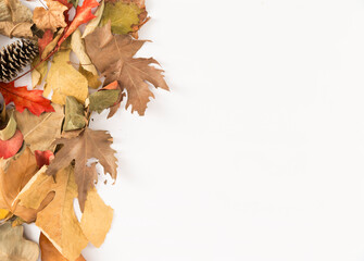 autumn leaves on a white background