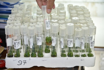 The process of plant production from tissue culture in the Laboratory