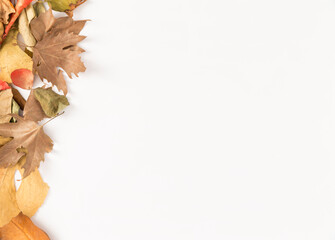 autumn leaves on a white background