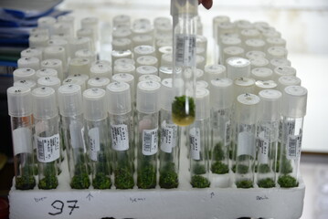 The process of plant production from tissue culture in the Laboratory
