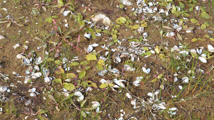 New vegetation at the bottom of a dry river.