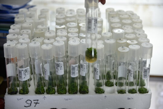 The Process Of Plant Production From Tissue Culture In The Laboratory