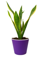 Purple pot with Sansevieria plant isolated on white. Home decor