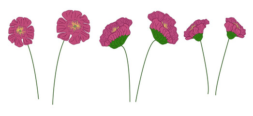 Vector sketch drawing of flowers. Drawing of poppies, gerberas, rose hips.