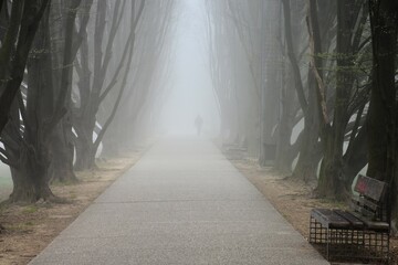 Viale alberato immerso nella nebbia primaverile