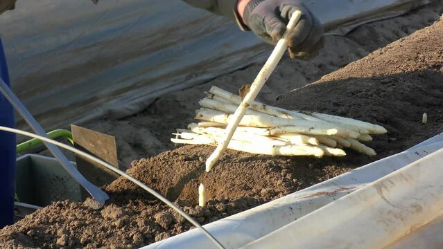 Landwirtschaftliche Spargelernte