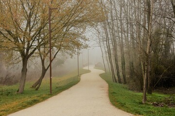 Fototapeta premium Viale alberato immerso nella nebbia primaverile