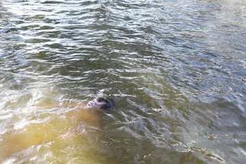 Obraz premium the boy swims or drowns in the water and there is no one around, you need to learn how to swim the child breathes