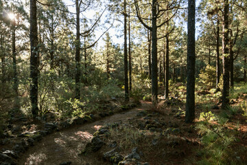 Fototapeta premium Background with morning light beams in the evergreen pine tree forest on Tenerife, Canary islands, Spain