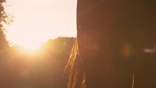 SLOW MOTION, CLOSE UP, LENS FLARE, DOF: Horse's long tail sways left and right to get rid of pesky flies while grazing in the golden summer evening sunlight. Close up shot of a horse's rear at sunset.