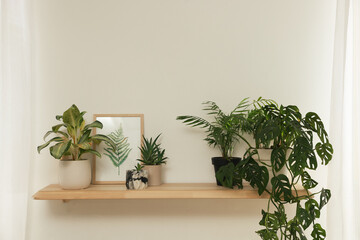 Beautiful green houseplants and picture on wooden shelf indoors. Interior design