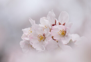 Close up Somei-Yoshino cherry blossoms with bokeh