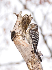 A pygmy woodpecker poking a dead tree
