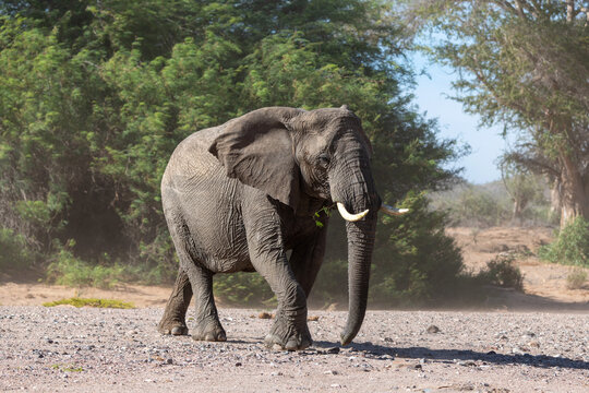 New photo of the big elephant walking around green trees, Namibia