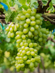Take a photo of green grapes in the garden.