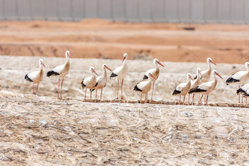White Storks, Ciconia ciconia