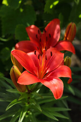 Fototapeta premium Lilium. Beautiful flower of red Lily in the garden on a summer day. Red Lily close up. Lilies blooming . Orange tropical flower lily. Beautiful red Asiatic Lily with green bokeh background .