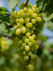 Take a photo of green grapes in the garden.