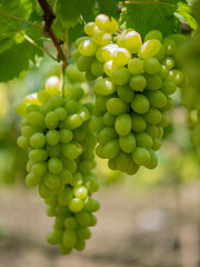Take a photo of green grapes in the garden.