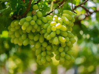 Take a photo of green grapes in the garden.