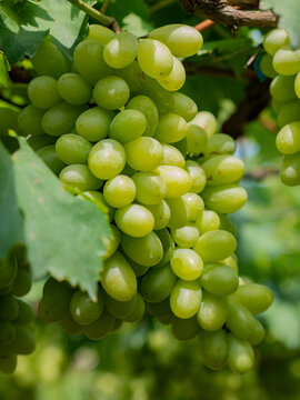 Take a photo of green grapes in the garden.