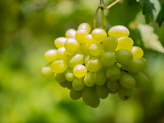 Take a photo of green grapes in the garden.