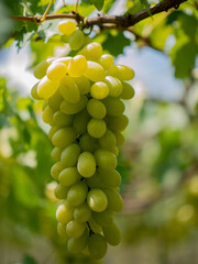 Take a photo of green grapes in the garden.