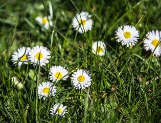 G&auml;nsebl&uuml;mchen