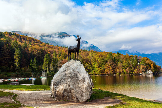 The white chamois with golden horns.