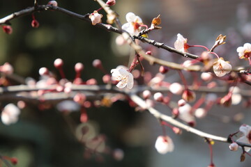 Sakura flowers close up background
