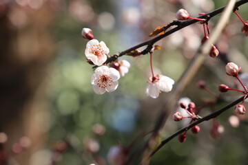 Sakura flowers close up background