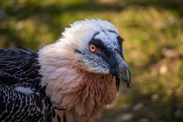 bearded vulture portrait in nature park