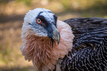 bearded vulture portrait in nature park