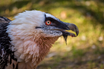 bearded vulture portrait in nature park