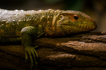 crocodile dragon lizard in nature park