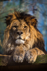berber lion portrait in nature park