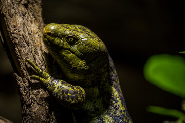 Solomon's skink lizard on a branch
