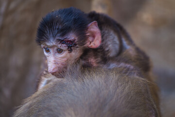 baby baboon baboon monkey in nature