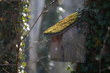 wooden bird house